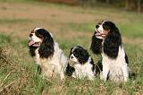 CAVALIER KING CHARLES 732